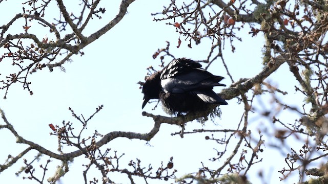 American Crow - ML632592169