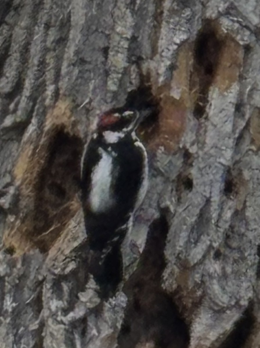 Hairy Woodpecker - ML632592171