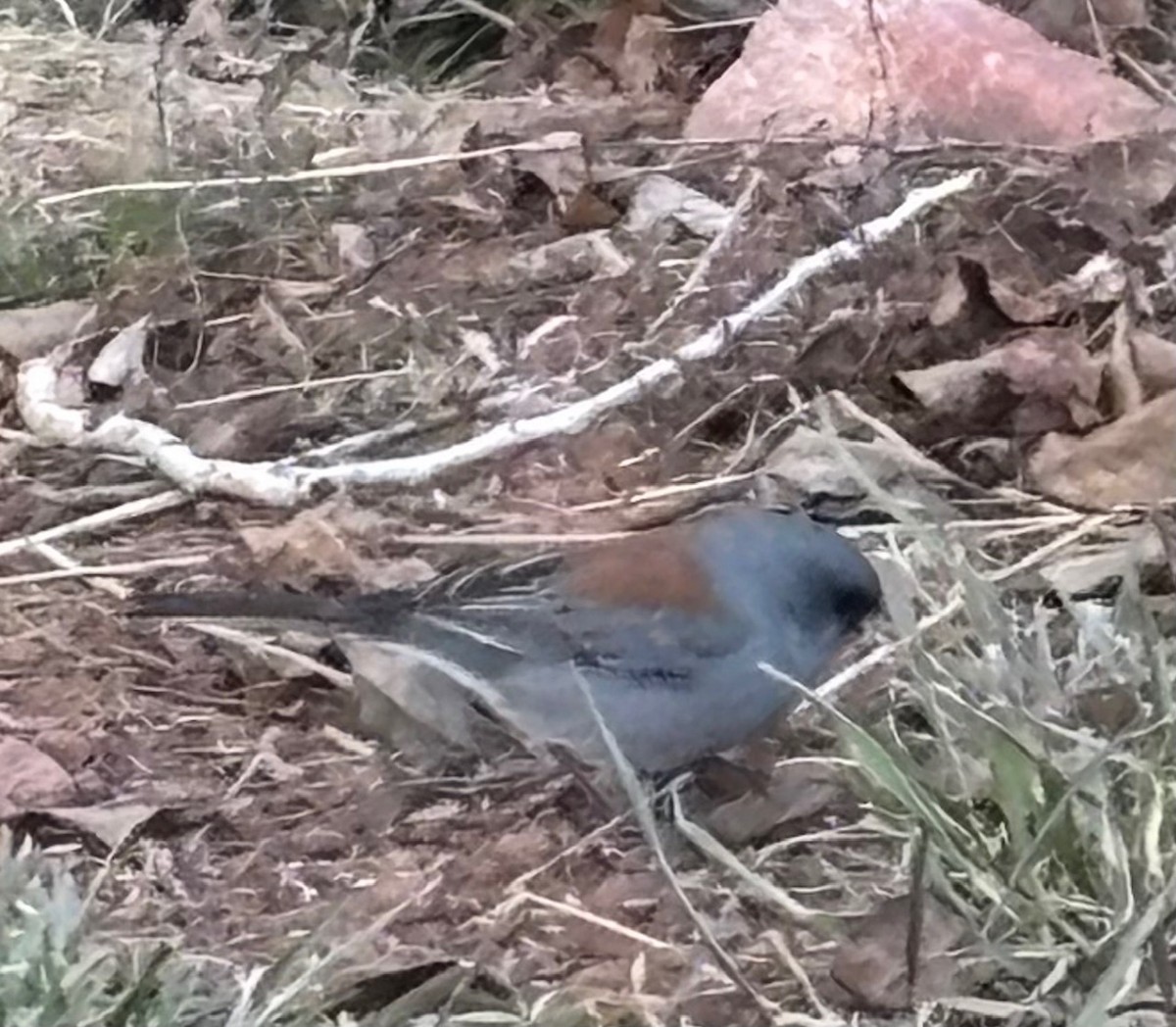 Dark-eyed Junco - ML632592181
