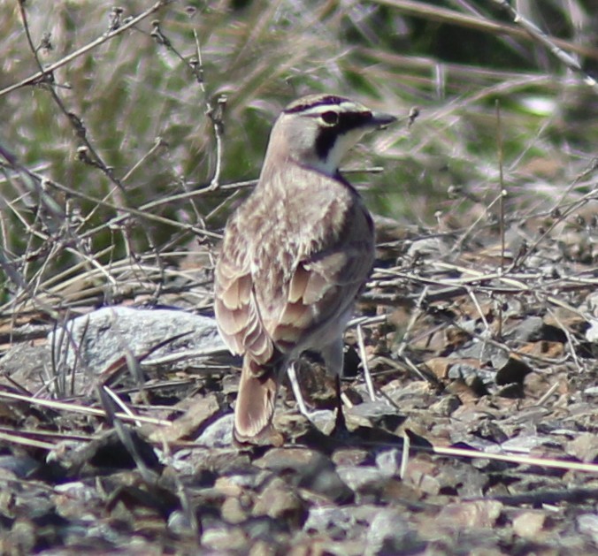 Horned Lark - ML632592184
