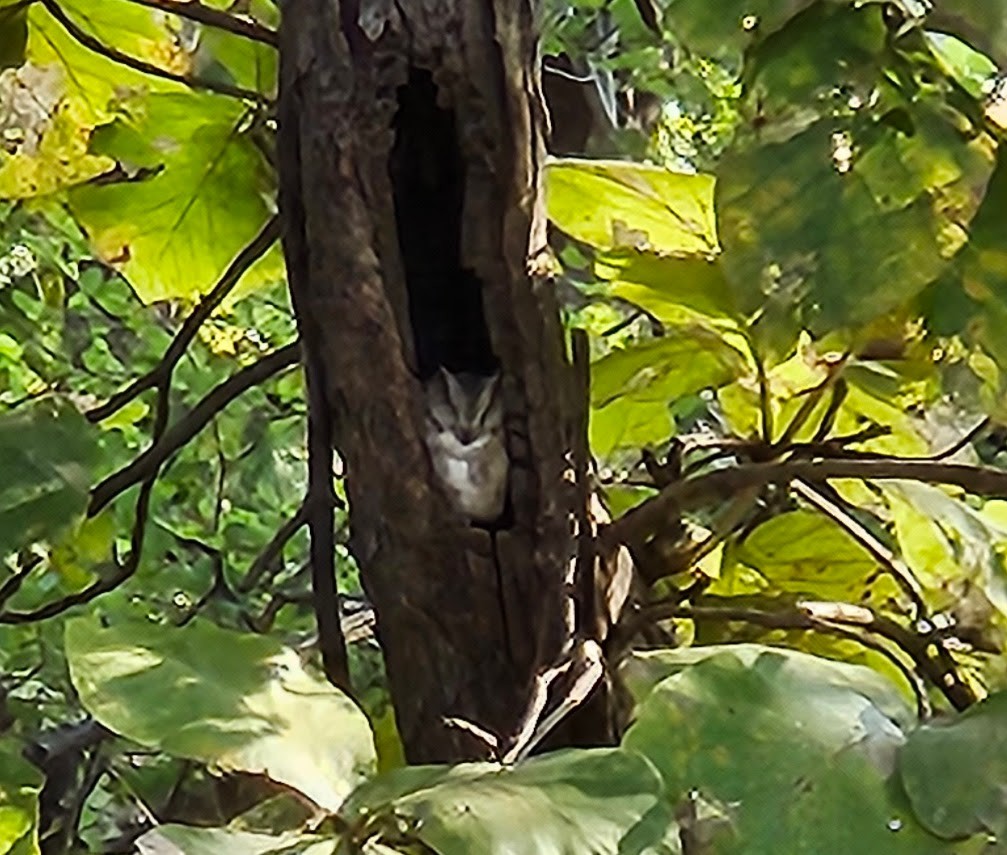 Indian Scops-Owl - ML632592319