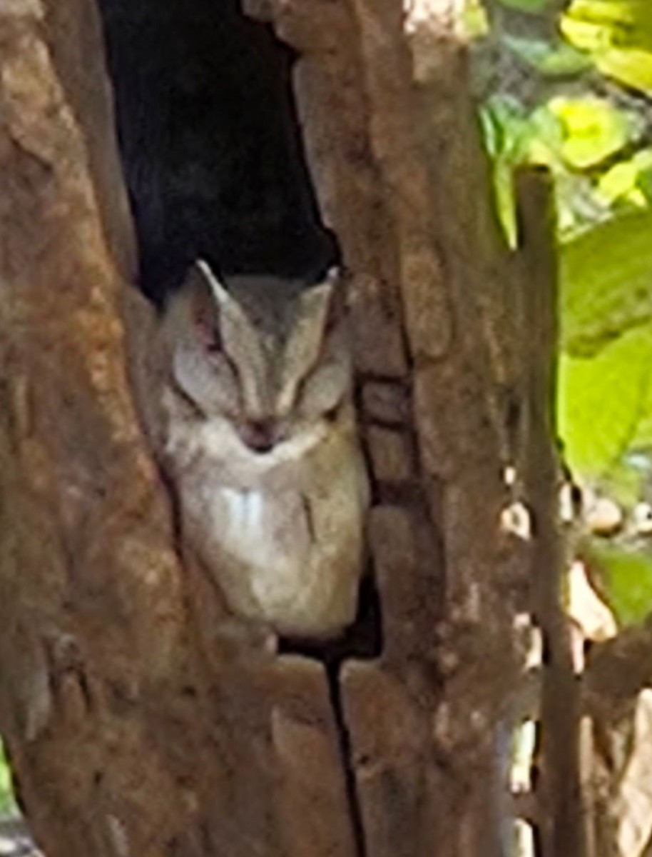 Indian Scops-Owl - ML632592320