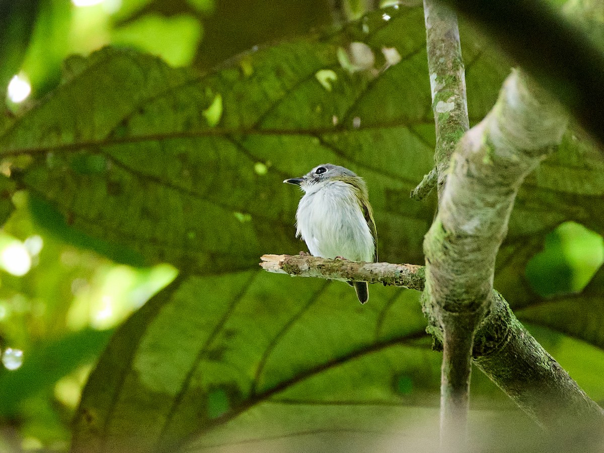 Short-tailed Pygmy-Tyrant - ML632592334