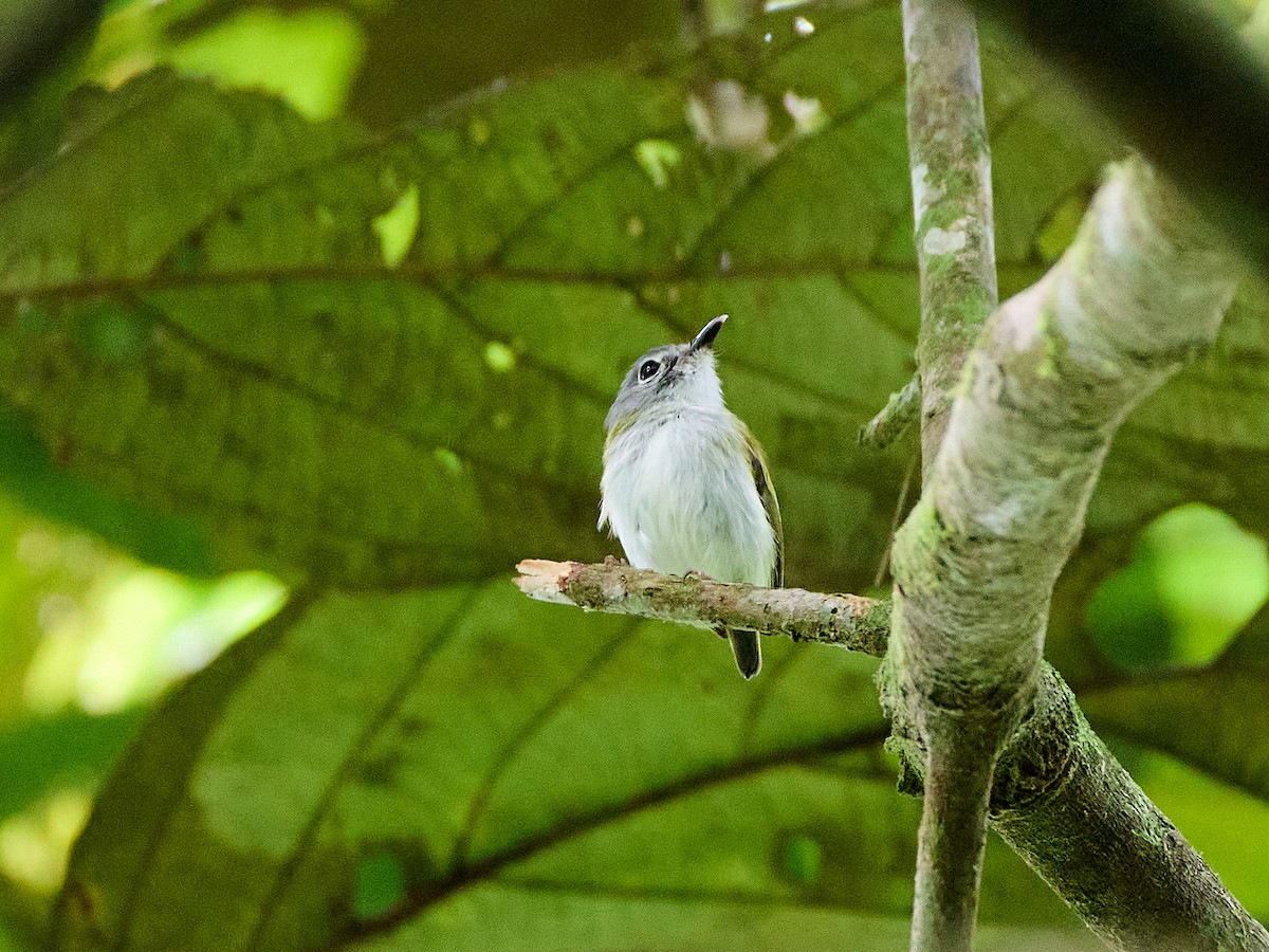Short-tailed Pygmy-Tyrant - ML632592335