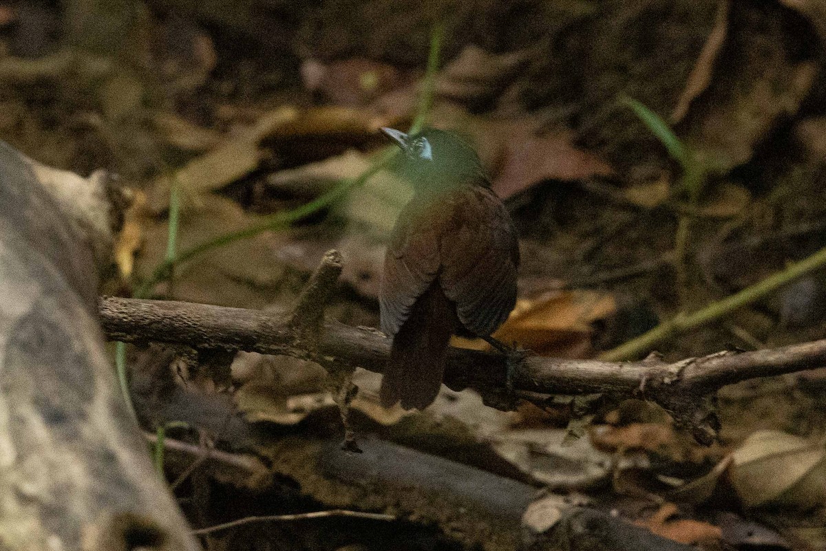 Chestnut-backed Antbird - ML632592340