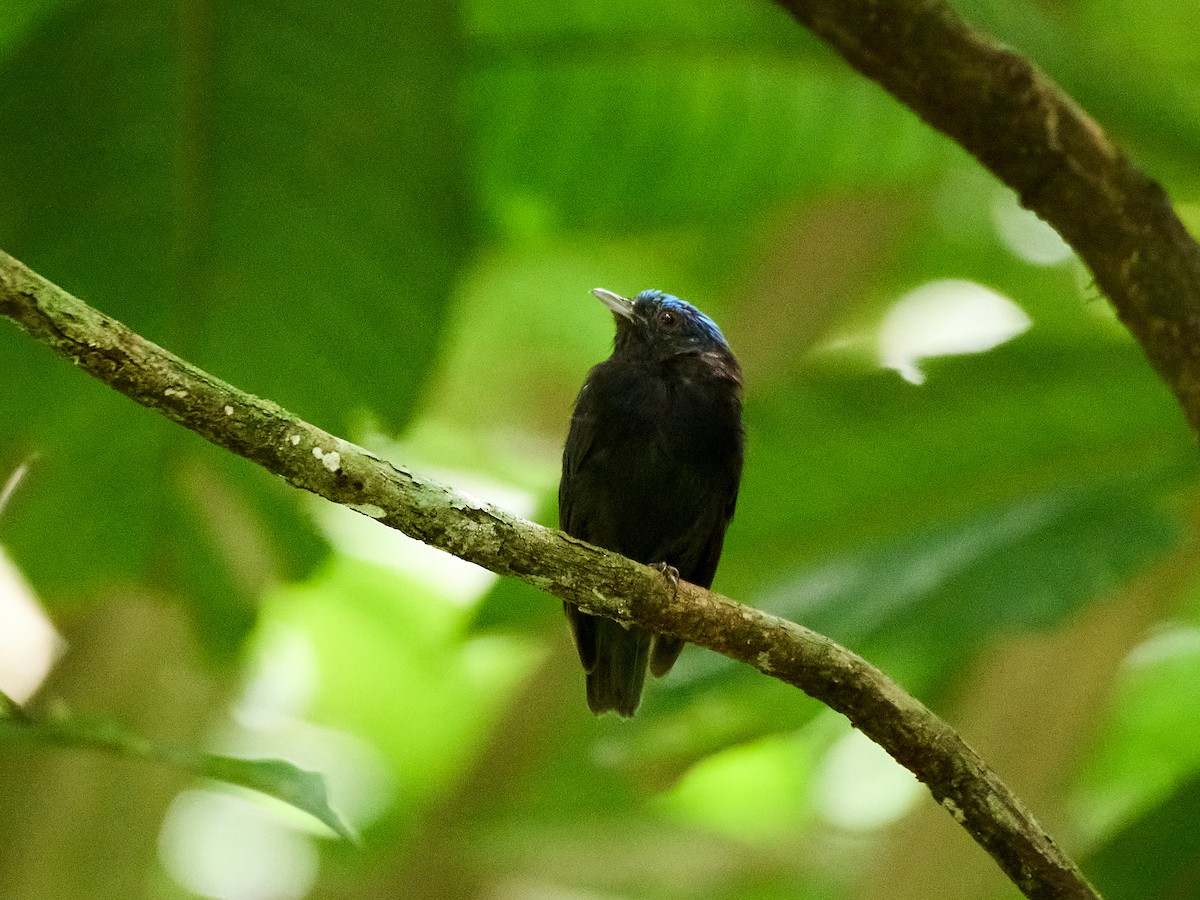 Blue-capped Manakin - ML632592384
