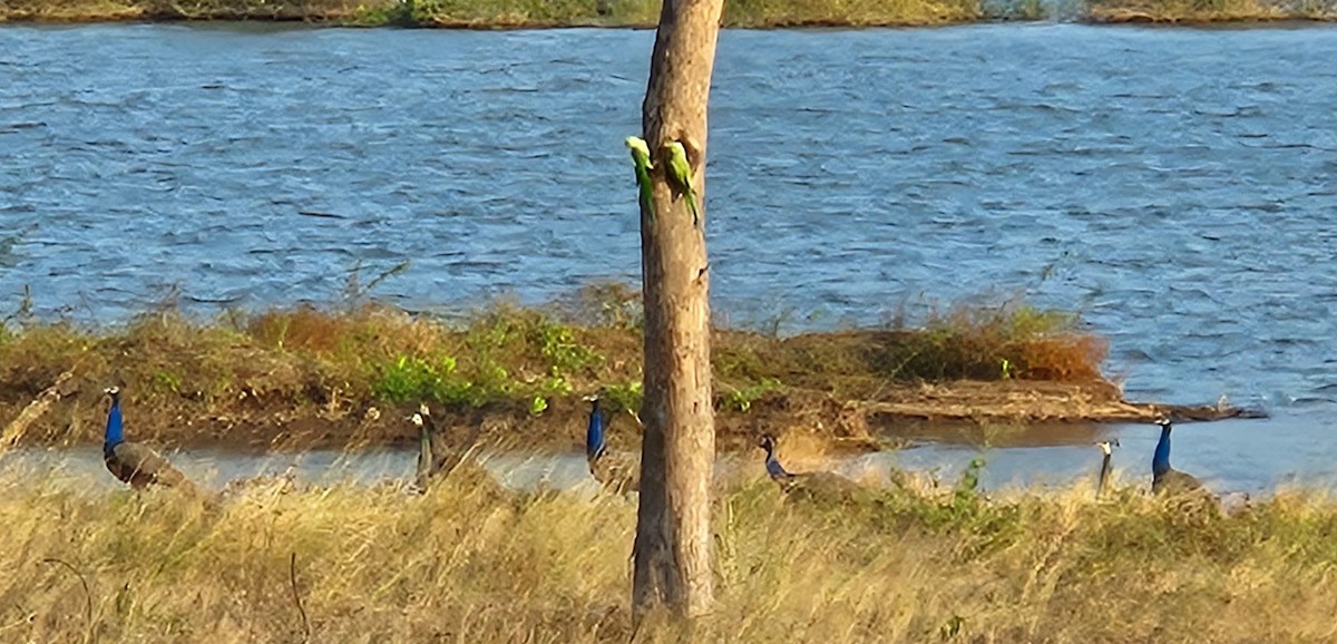 Rose-ringed Parakeet - ML632592387