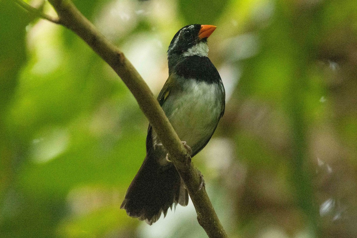 Orange-billed Sparrow - ML632592439