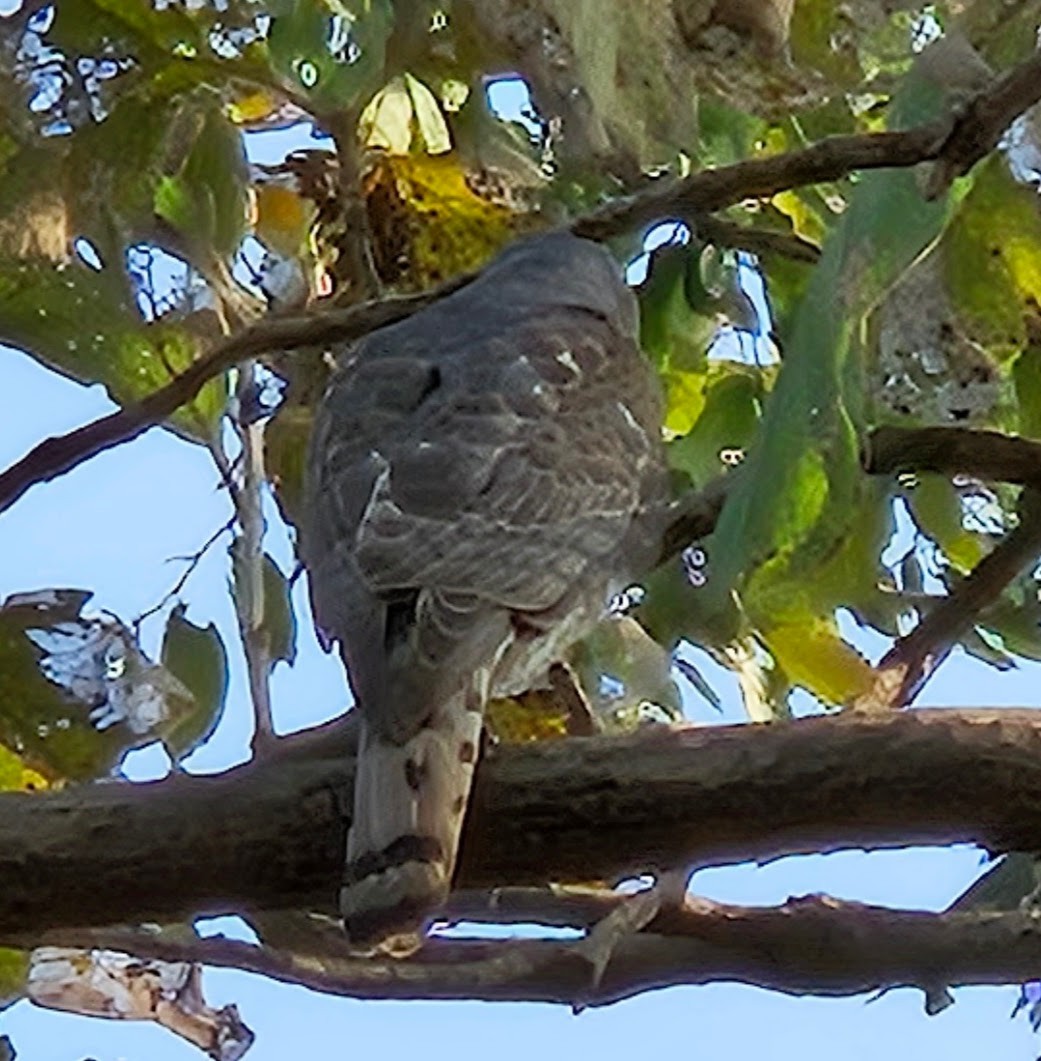 Shikra - ML632592454