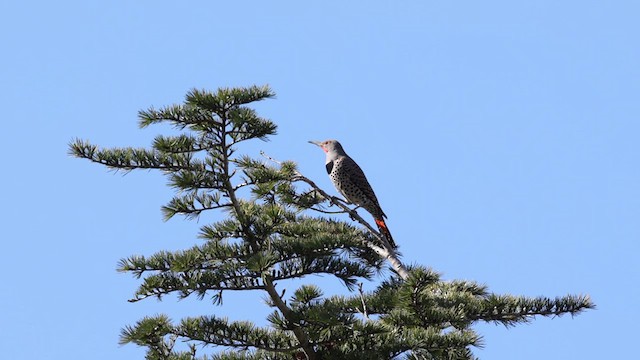 Northern Flicker (Red-shafted) - ML632592457