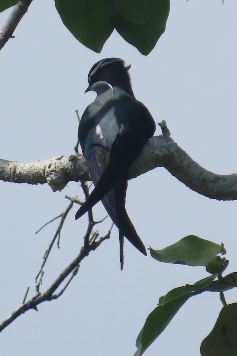 Moustached Treeswift - ML632592468