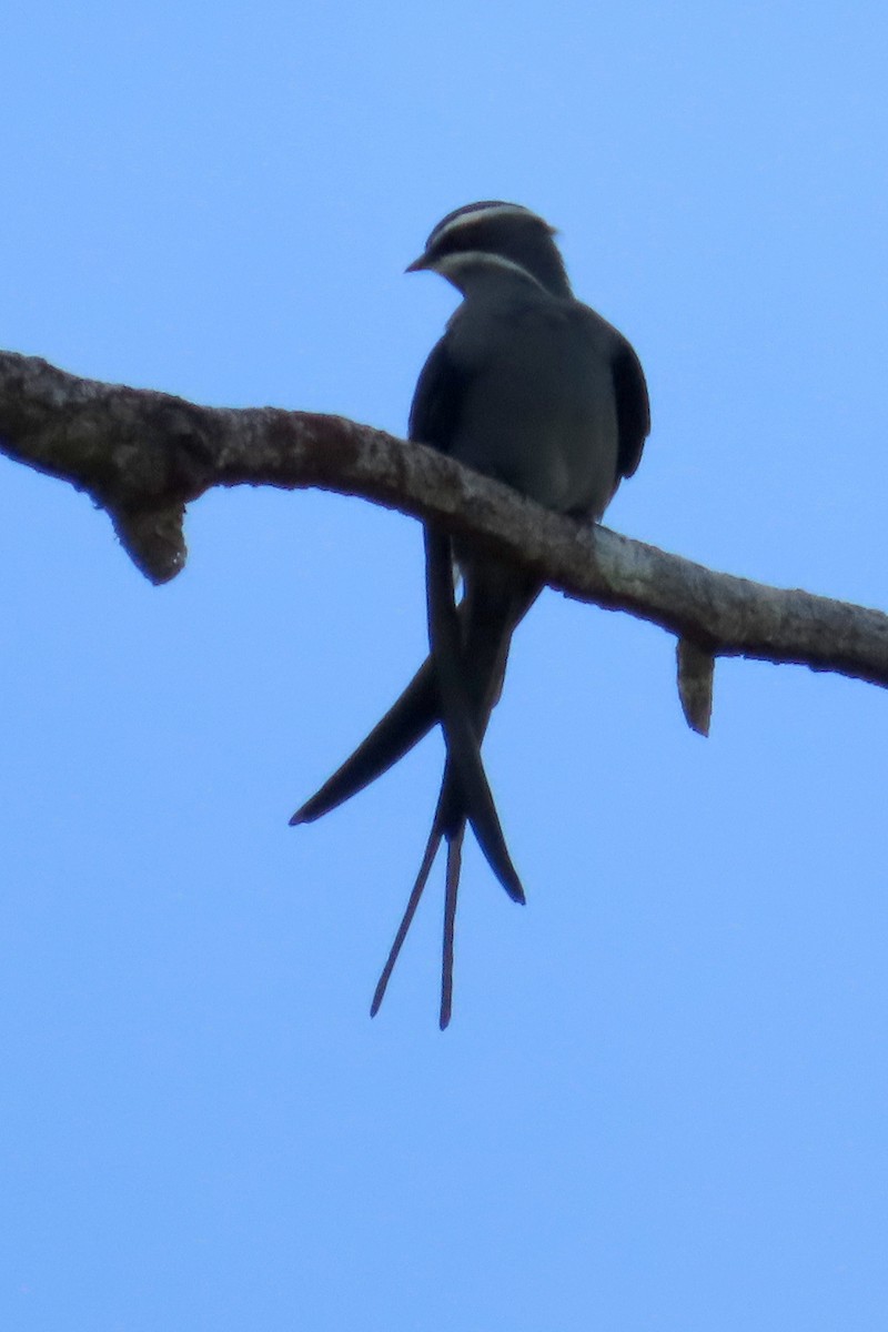 Moustached Treeswift - ML632592471