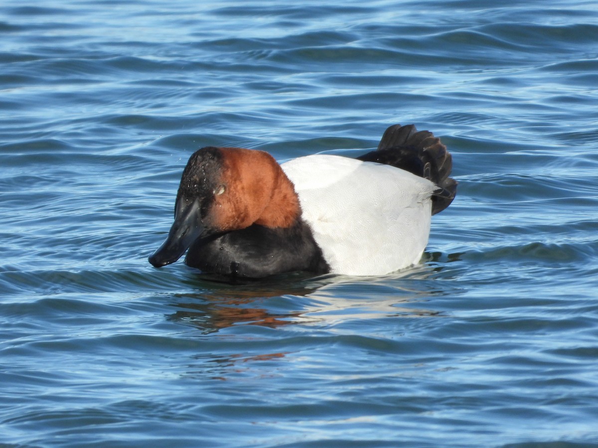 Canvasback - ML632592476