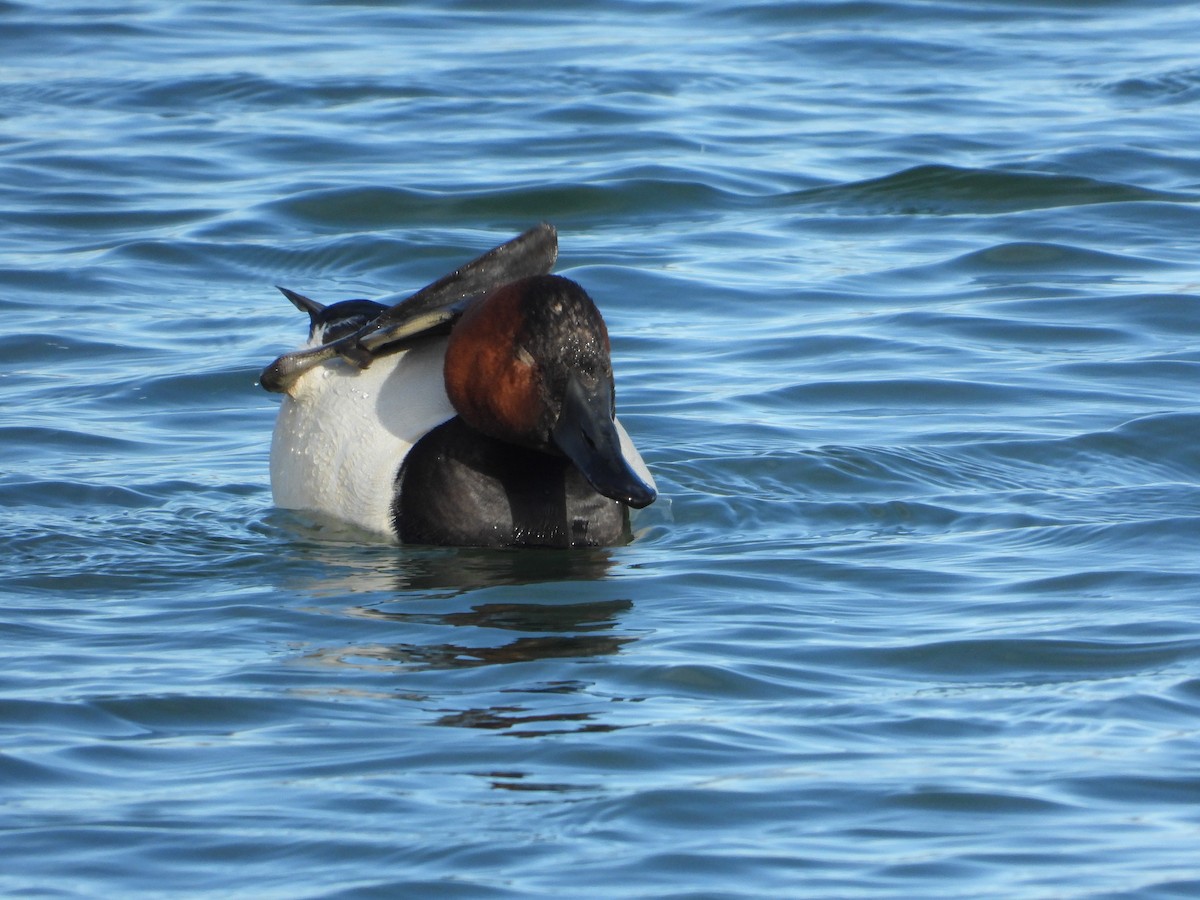 Canvasback - ML632592477