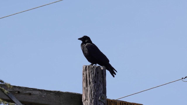 American Crow - ML632592486