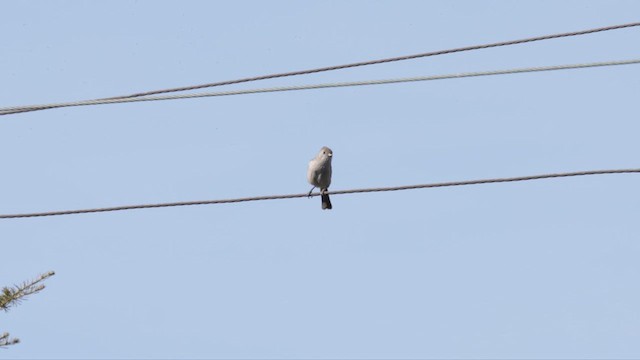 Oak Titmouse - ML632592513
