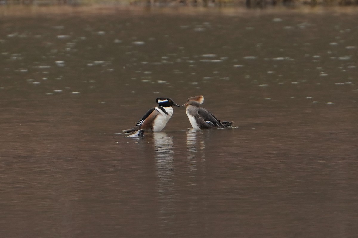 Hooded Merganser - ML632592519