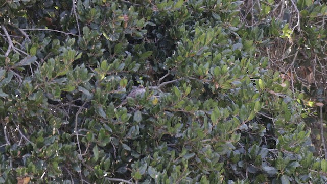 Golden-crowned Sparrow - ML632592578