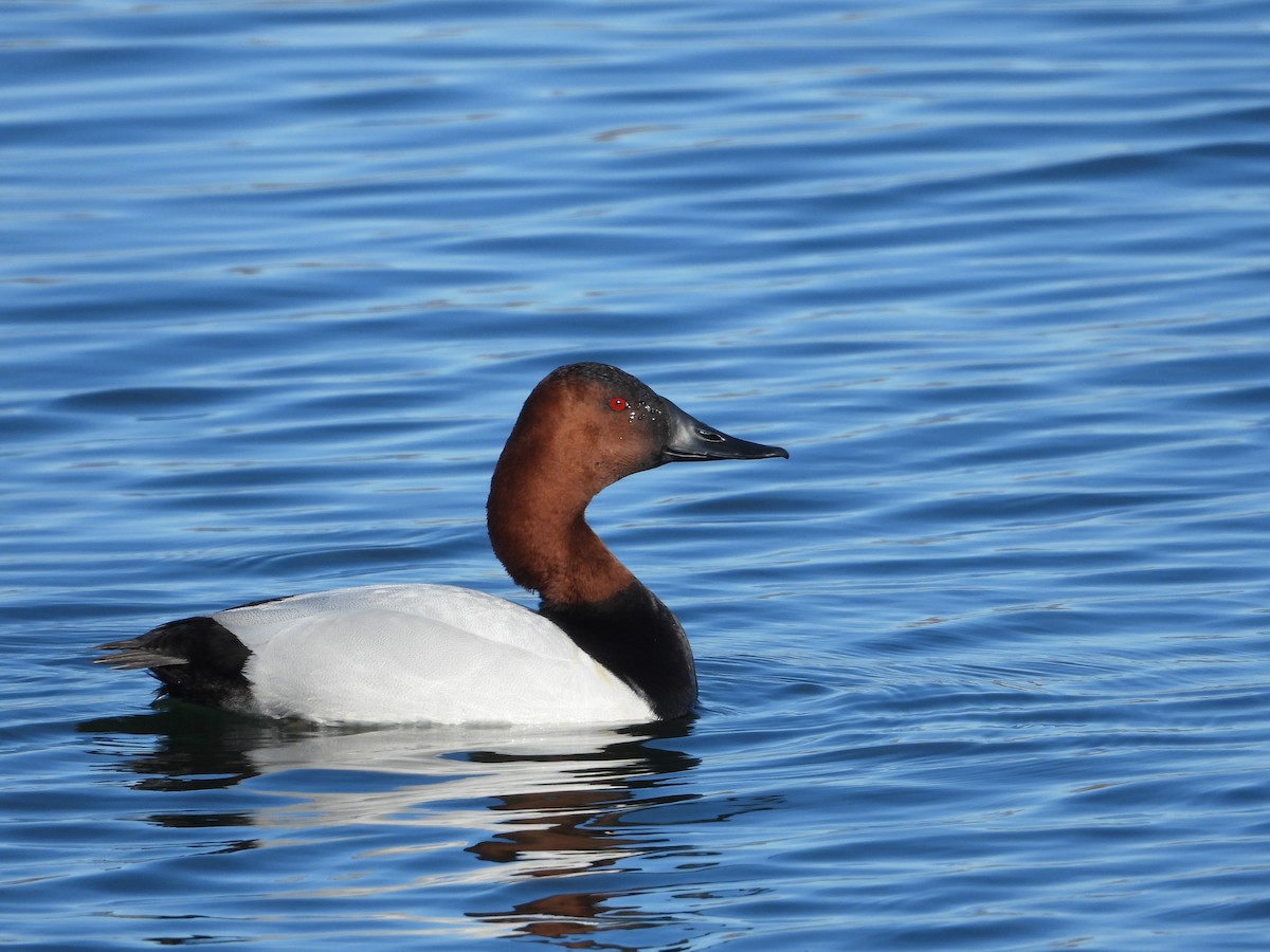 Canvasback - ML632592600