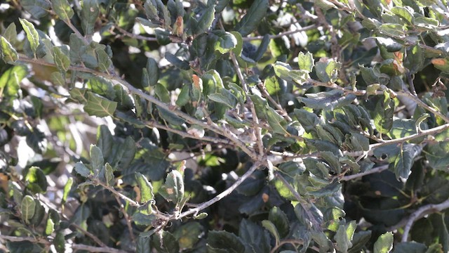 Bushtit (Pacific) - ML632592647