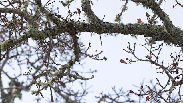 Steller's Jay (Coastal) - ML632592660