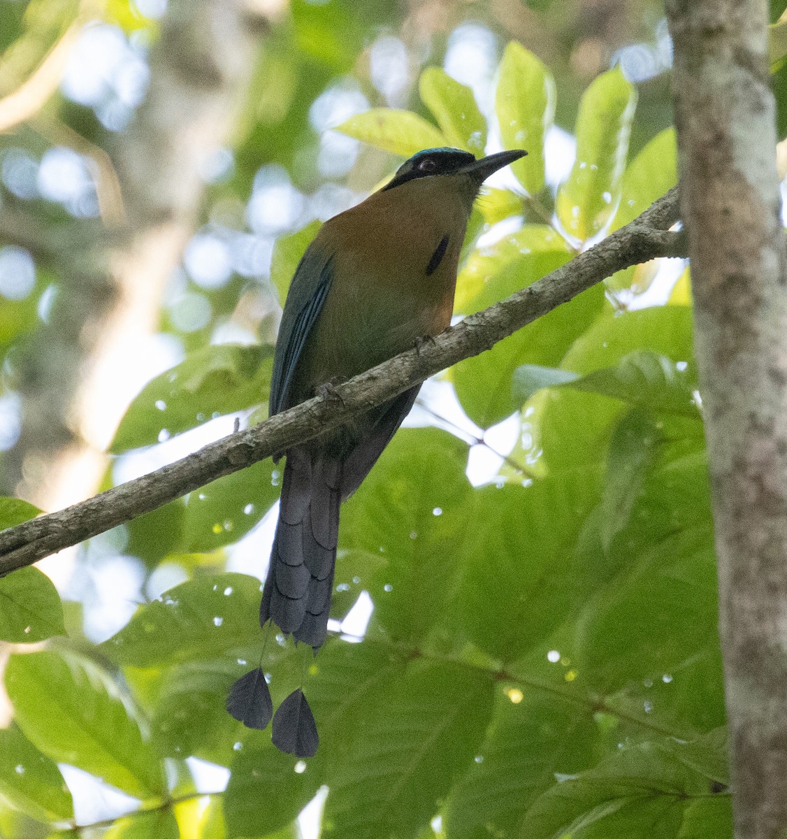 Blue-capped Motmot - ML632592667