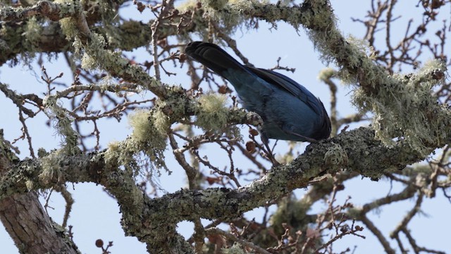 Steller's Jay (Coastal) - ML632592679