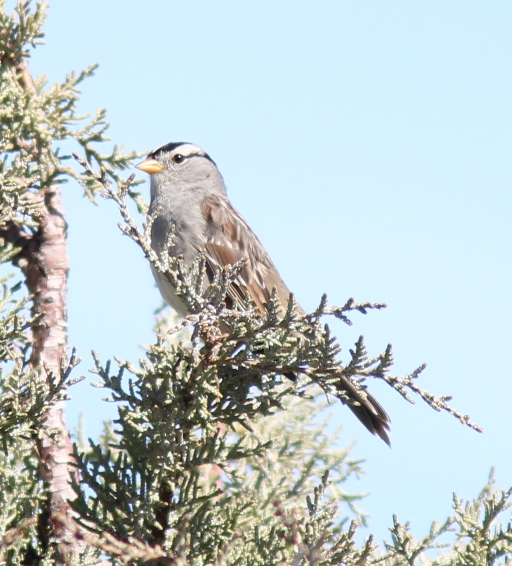 White-crowned Sparrow - ML632592689