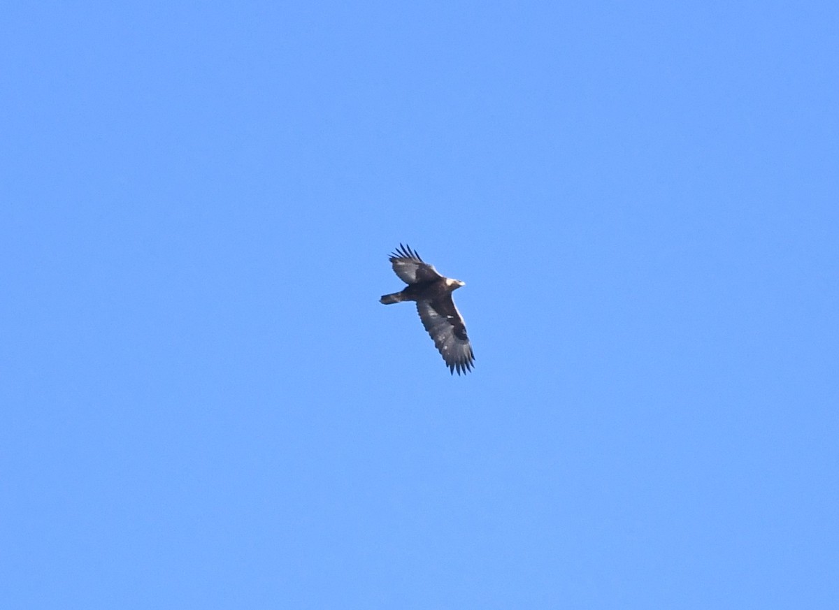 Golden Eagle - ML632592693