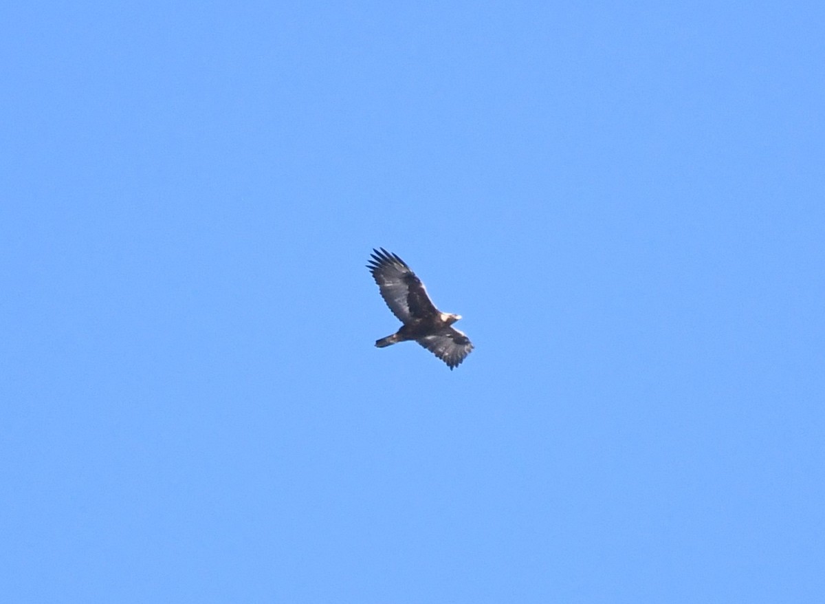 Golden Eagle - ML632592694