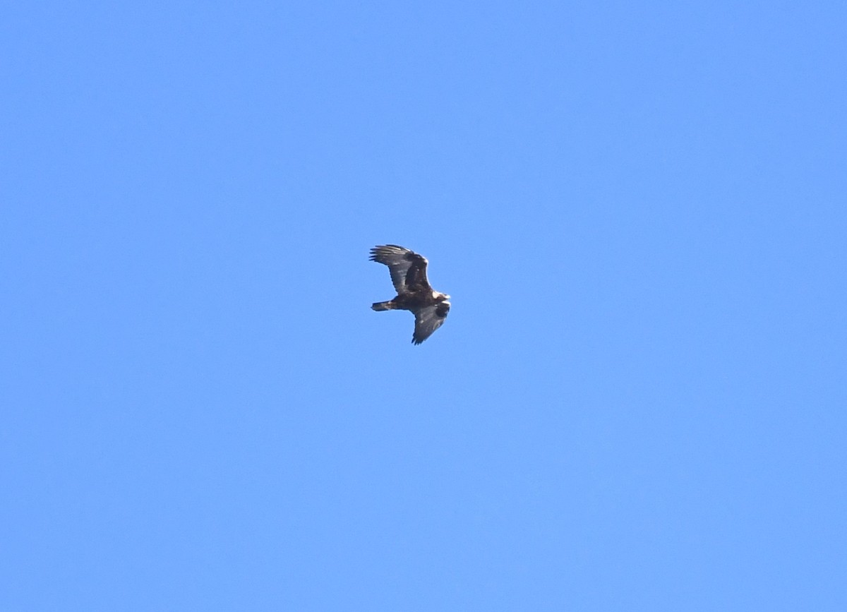Golden Eagle - ML632592695