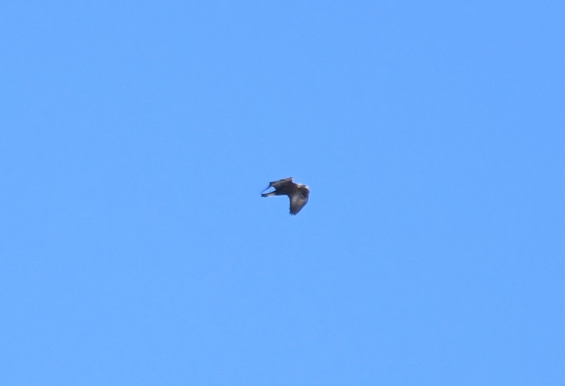 Golden Eagle - ML632592696