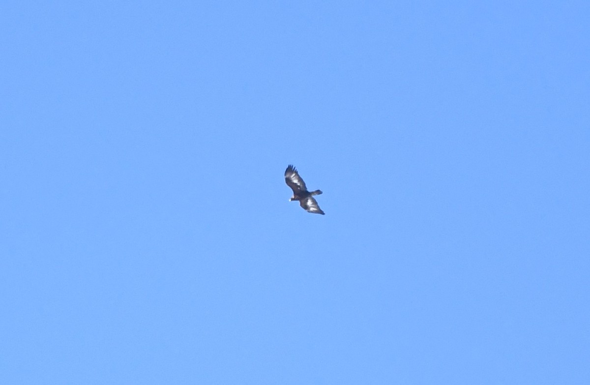 Golden Eagle - ML632592697