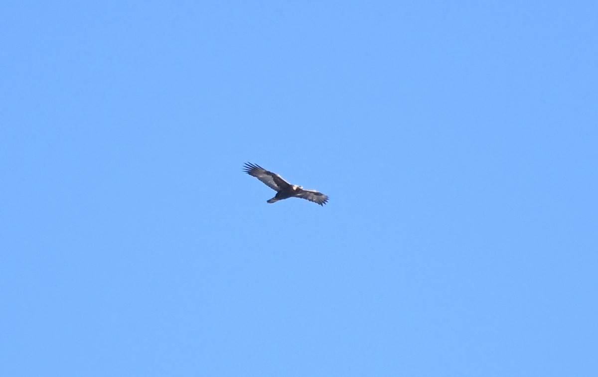 Golden Eagle - ML632592698