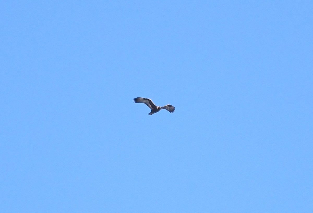 Golden Eagle - ML632592699