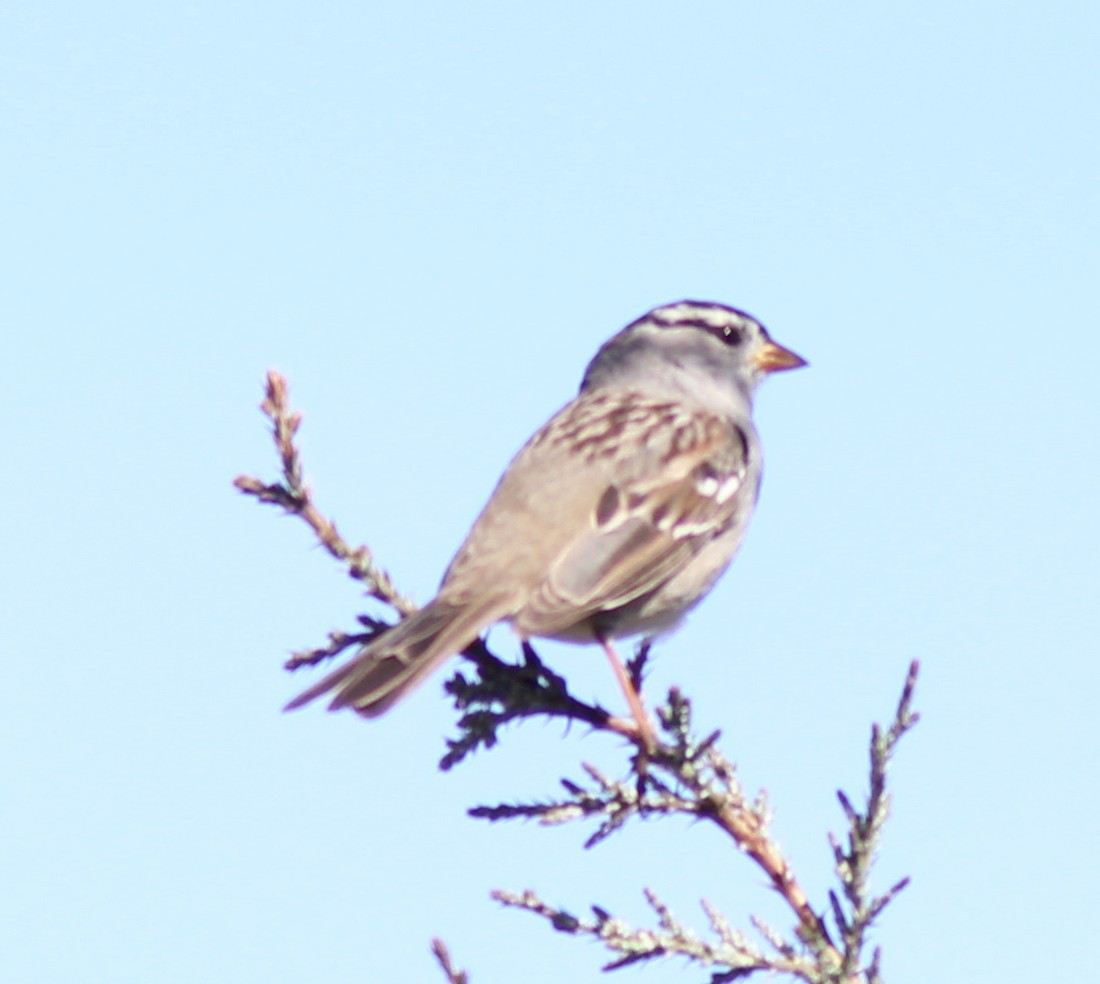 White-crowned Sparrow - ML632592709