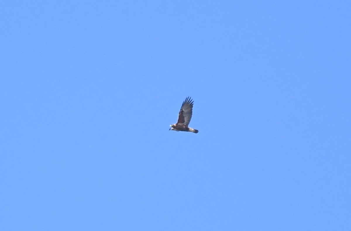 Golden Eagle - ML632592724