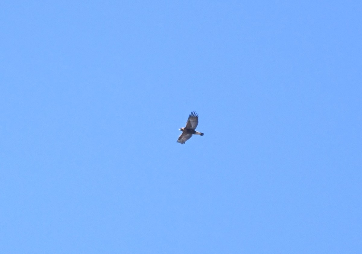 Golden Eagle - ML632592725