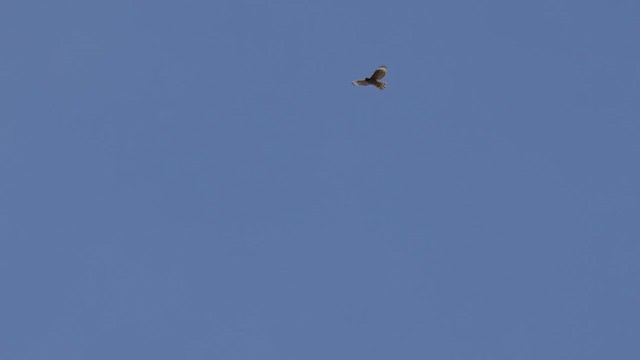 Red-shouldered Hawk (elegans) - ML632592735