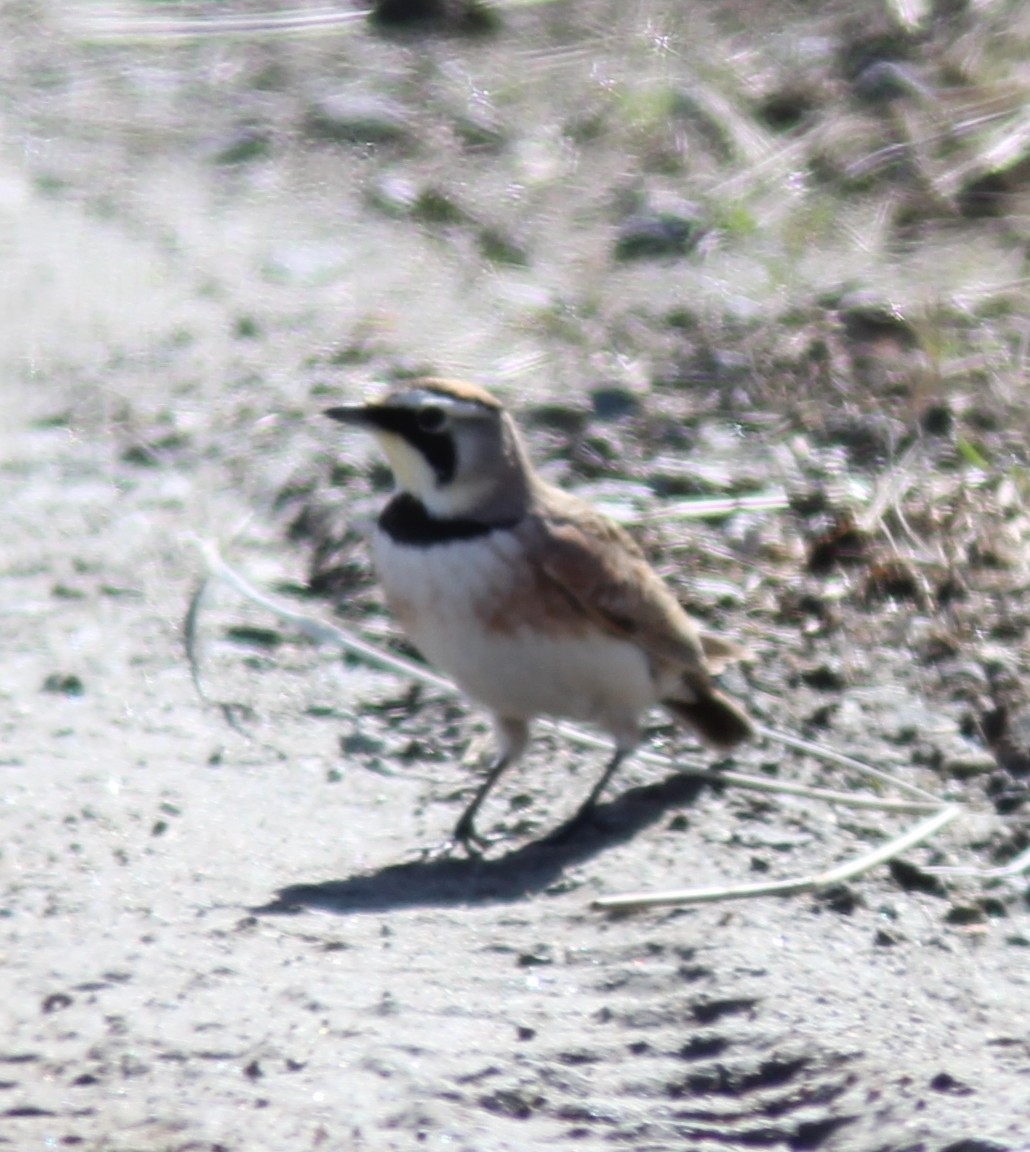 Horned Lark - ML632592757