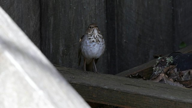 Hermit Thrush (guttatus Group) - ML632592772