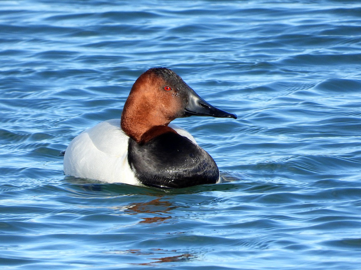 Canvasback - ML632592803