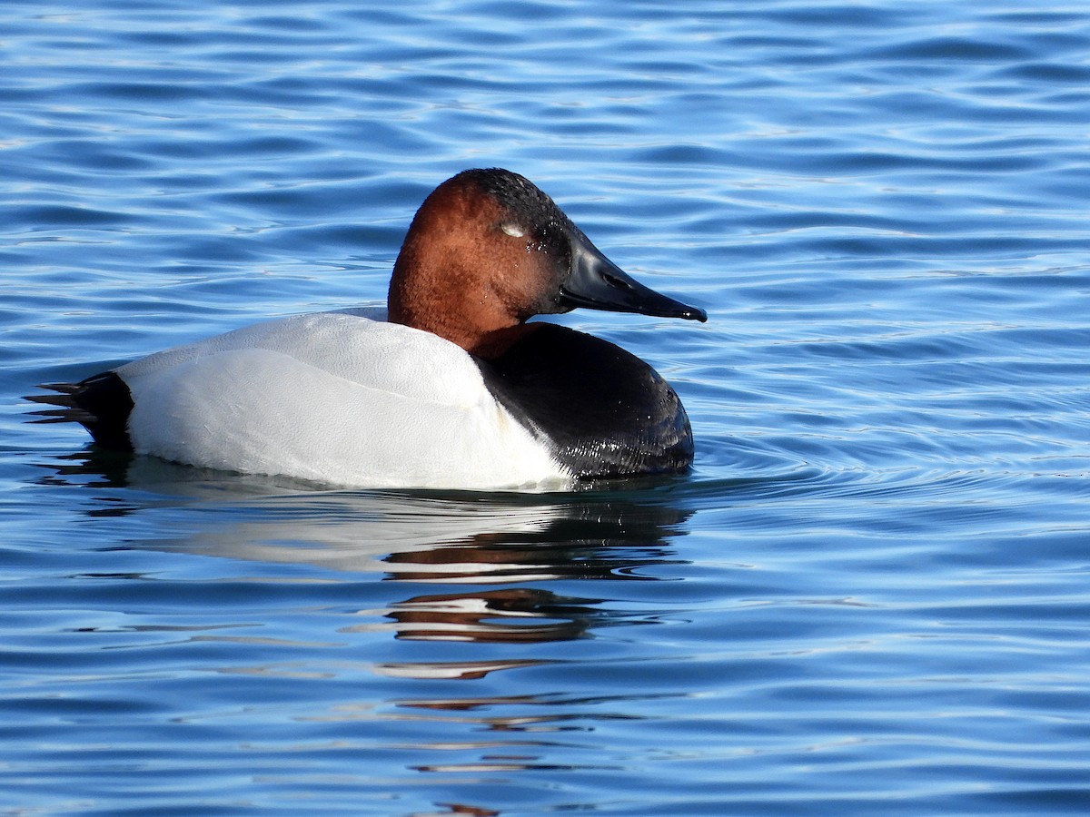 Canvasback - ML632592828