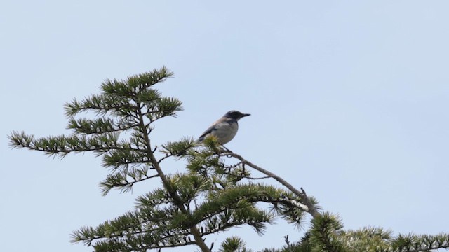 California Scrub-Jay - ML632592850