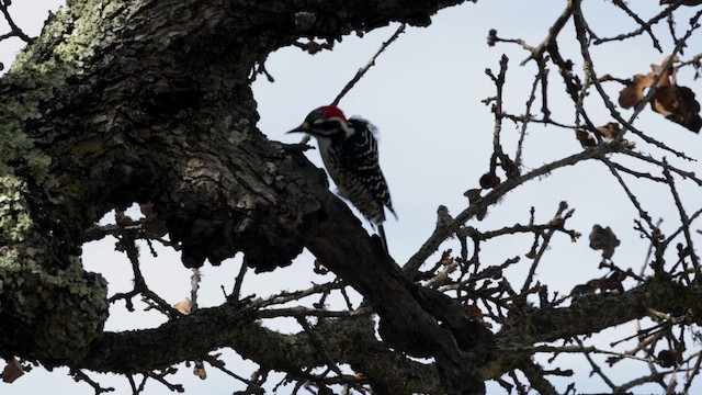Nuttall's Woodpecker - ML632592928