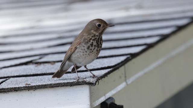 Hermit Thrush (guttatus Group) - ML632592957