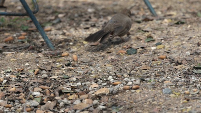 California Towhee - ML632592993
