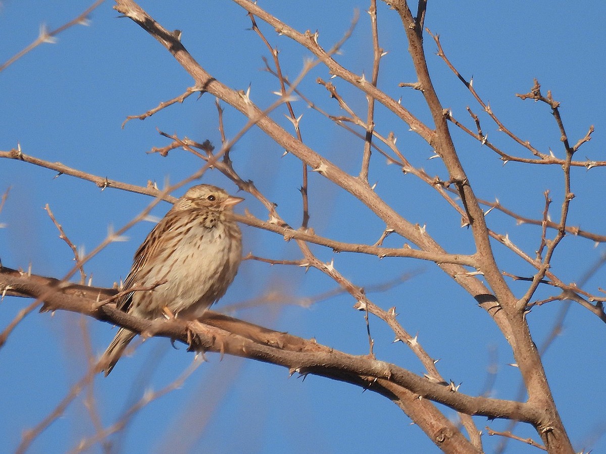 Savannah Sparrow - ML632593012