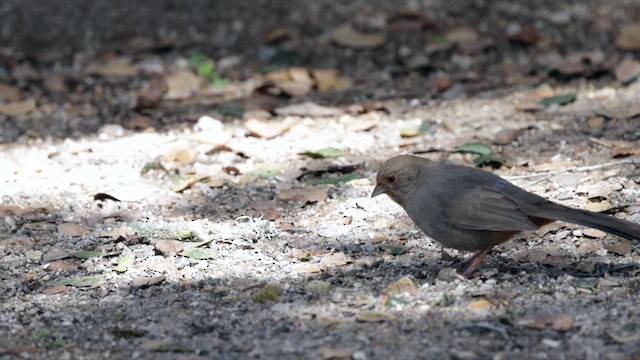 California Towhee - ML632593101