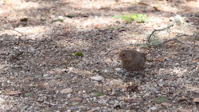 California Towhee - ML632593121